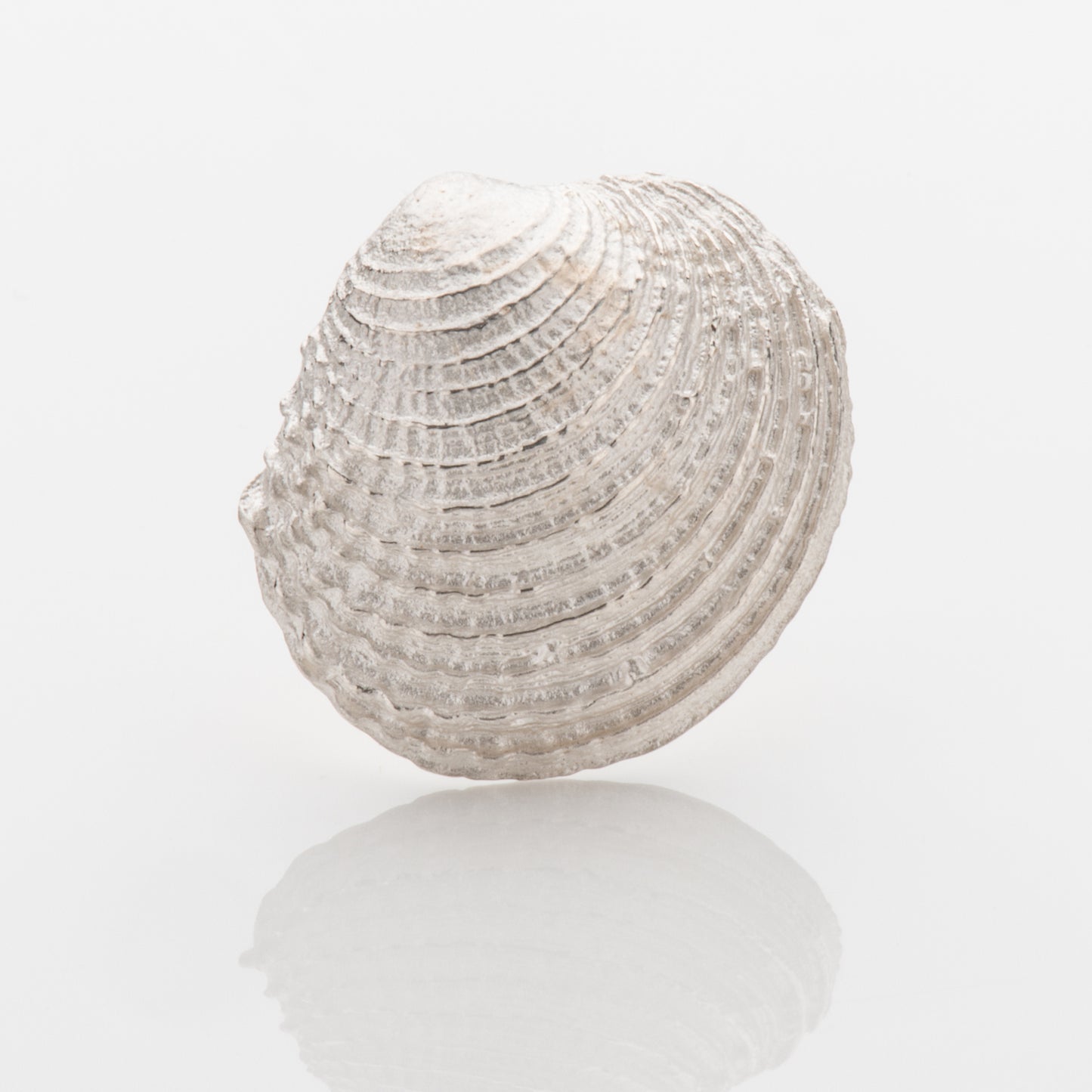 Ring Muschel
