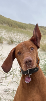 Laden Sie das Bild in den Galerie-Viewer, Naturbernstein Hundehalskette gegen Zecken - natürlicher Schutz !
